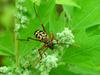 Leptura arcuata (Yellow-banded Longicorn Beetle)