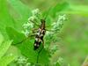 Leptura arcuata (Yellow-banded Longicorn Beetle)