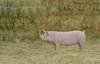 Rhino Pig