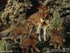 African Wolves