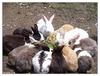 Rabbit Herd