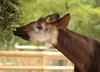 Okapi