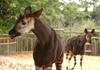 Okapi