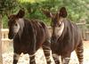 Okapis