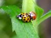 Ladybugs