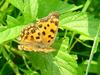 Polygonia c-aureum (Asian Comma Butterfly)