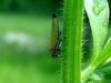 Bothrogonia japonica (Black-tipped leafhopper)