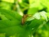 Cute Small Spider on Leaf