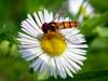 Episyrphus balteatus (Marmelade hoverfly)