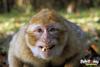 Weird Monkey Face