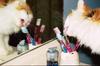 Cat Brushing Teeth