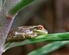 Tree Frog