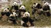 giant pandas