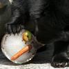 Spectacled Bear eating frozen fruits