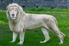 White Lion