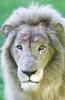 White Lion