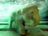 Swimming Elephant