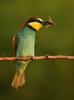 European Bee-eater