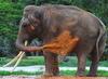 Mud Bath