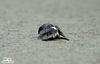 A bird's anguish & effort to revive another dying bird - 1