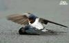 A bird's anguish & effort to revive another dying bird - 3