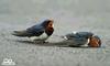 A bird's anguish & effort to revive another dying bird - 4