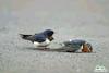 A bird's anguish & effort to revive another dying bird - 5