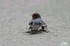 A bird's anguish & effort to revive another dying bird - 6