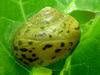 Round Snail resting on leaf