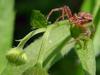 Cute Small Spider on Leaf