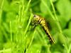 Lyriothemis pachygastra (Wide-bellied Skimmer / female)