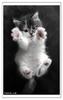 Cute kitten