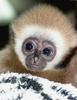 baby monkey