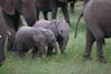 baby elephants
