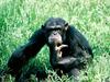 Chimpanzee
