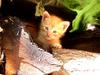 Kitten