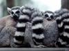 ring-tailed lemurs