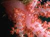 coral
