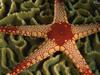 Sea Star