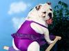 Bikini dog
