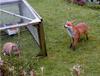 Foxy fox