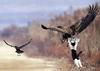 Cat hawk