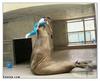 giant seal