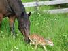 horse and fawn