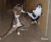 kungfu cat