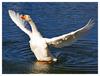 Goose