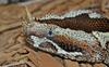 Some Snakes - Rhinoceros Viper (Bitis naricornis)