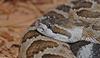 Some Snakes - Southern Pacific Rattlesnake (Crotalus viridis helleri)