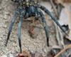 Babies on Board - Carolina Wolf Spider (Lycosa carolinensis) with neonates 001