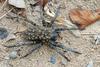 Babies on Board - Carolina Wolf Spider (Lycosa carolinensis) with neonates 002